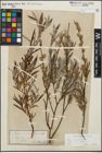 Foto von Salix repens subsp. rosmarinifolia (L.) Andersson
